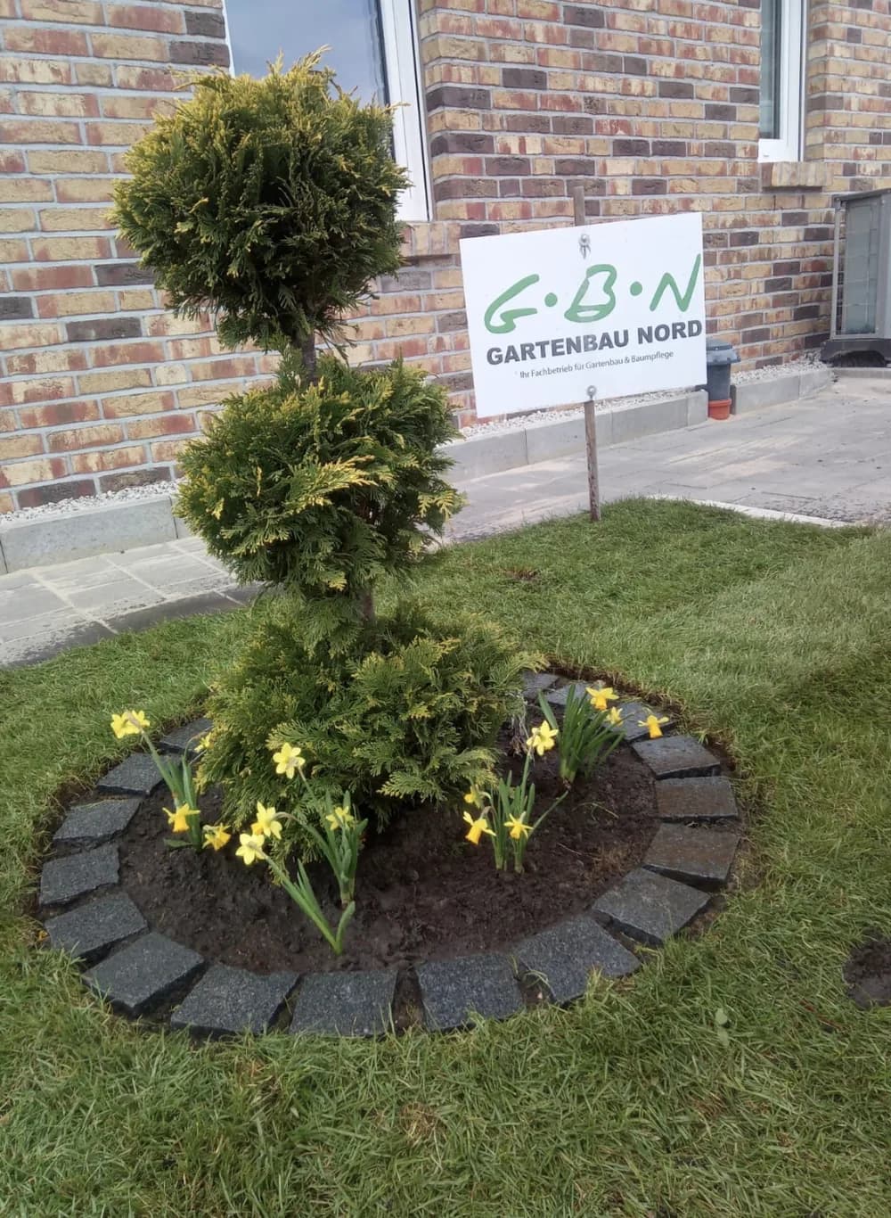 Rundes Blumenbeet mit Naturstein-Einfassung, Formschnitt-Konifere und Narzissen vor einem Wohnhaus, Garten- und Landschaftsbau im Kreis Pinneberg