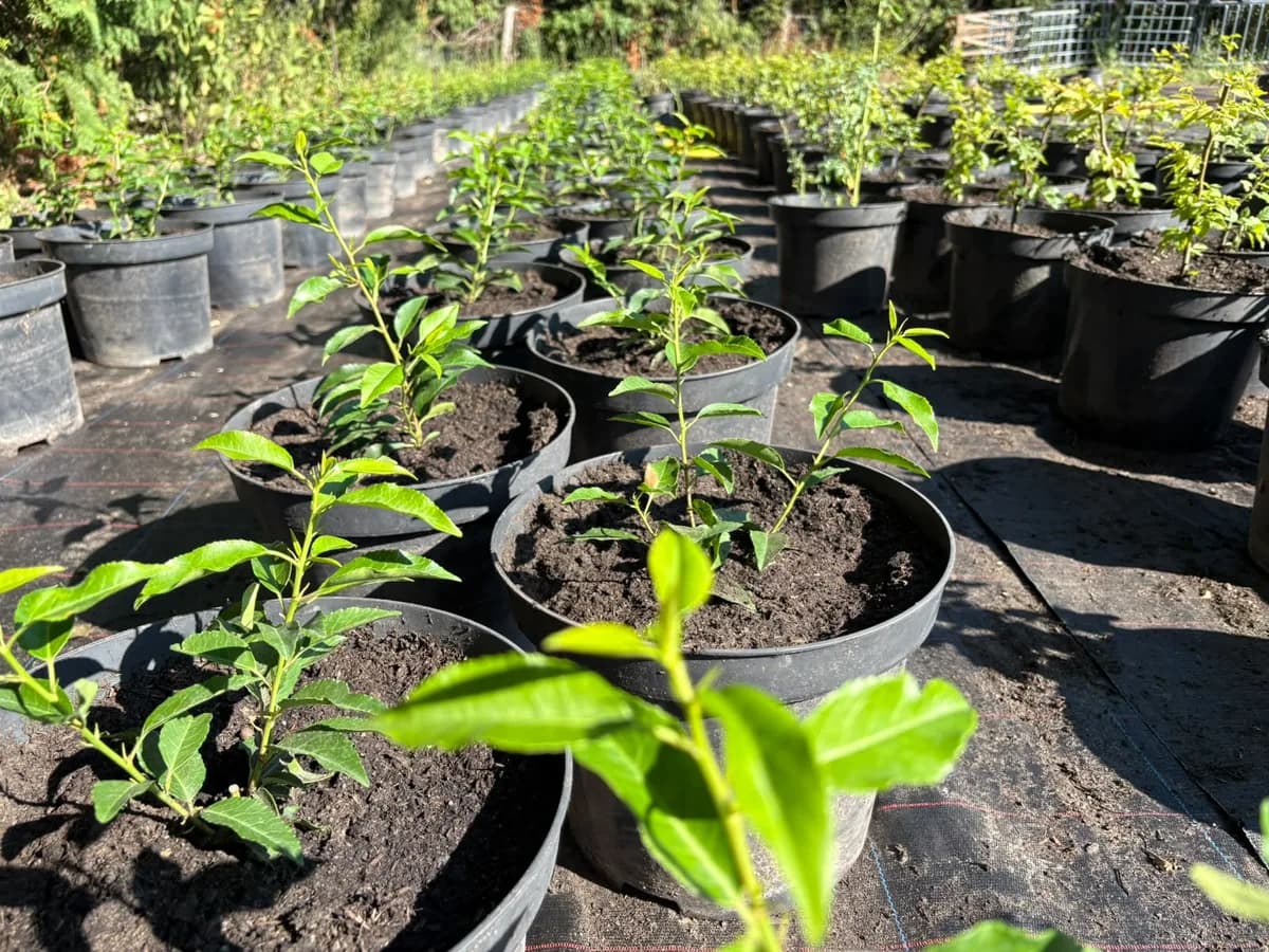 Heckenpflanzen in Töpfen aus der eigenen Baumschule der GBN Gartenbau Nord im Kreis Pinneberg